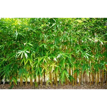 Natural Bamboo Plant